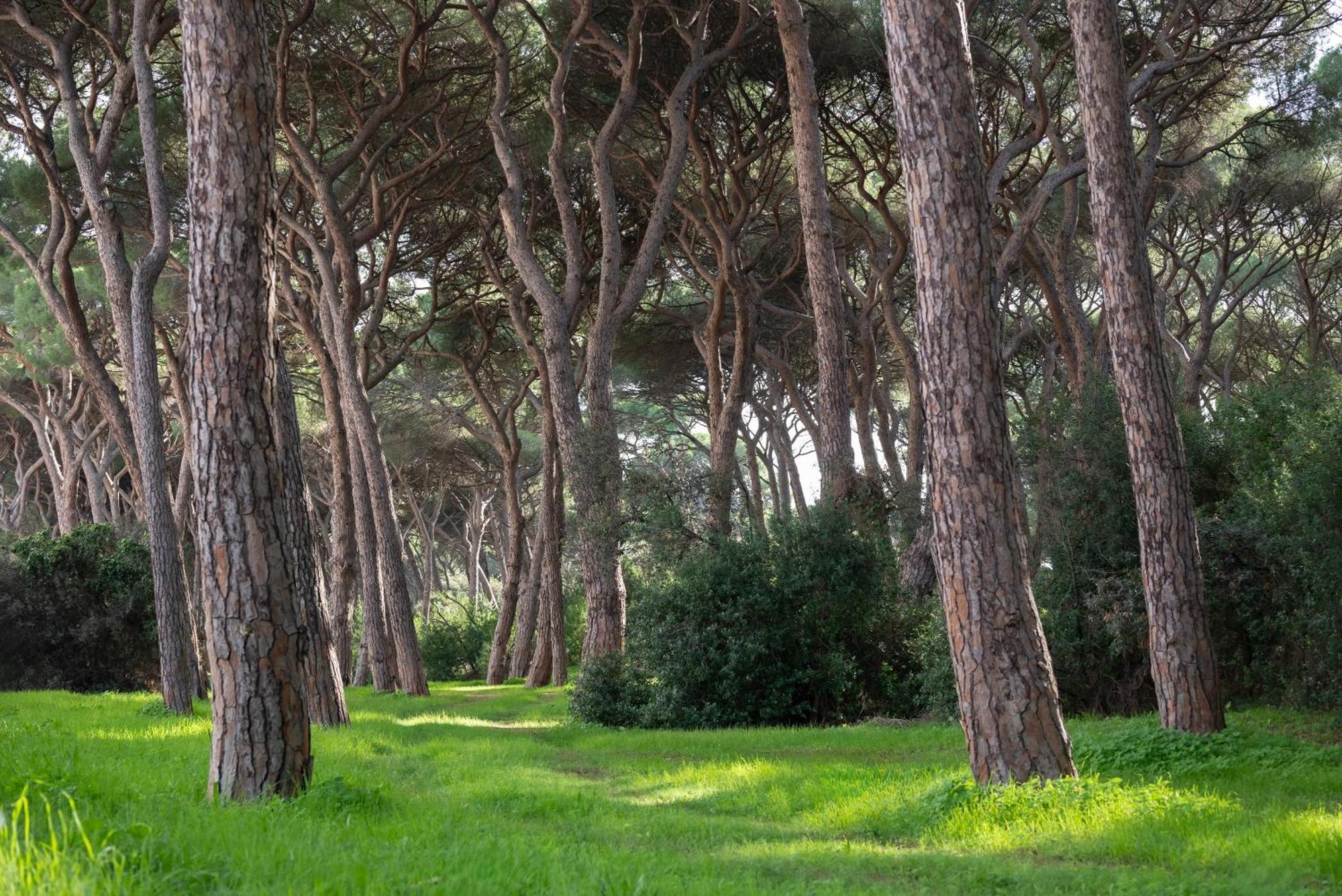 Hotel Parco Dei Pini - 100Mt Dal Mare Фоллоніка Екстер'єр фото